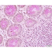 Tissue Control Slide